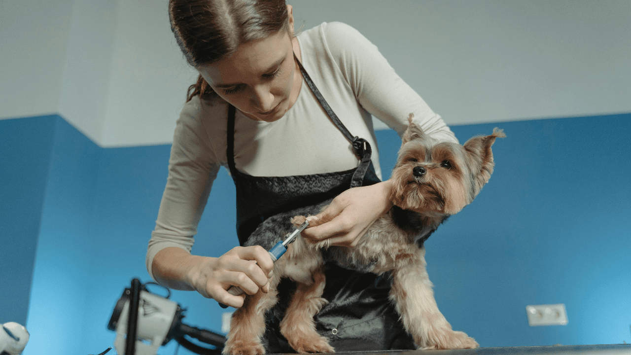 Pet Care Services