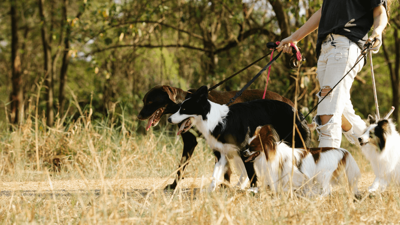 Pet Sitting or Dog Walking
