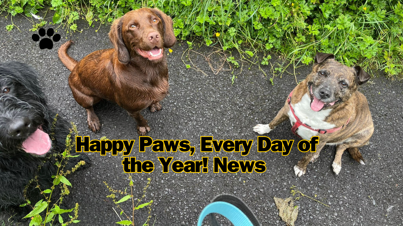 Discover the Premium Dog Walking Service in Larne: Larne Dog Walking