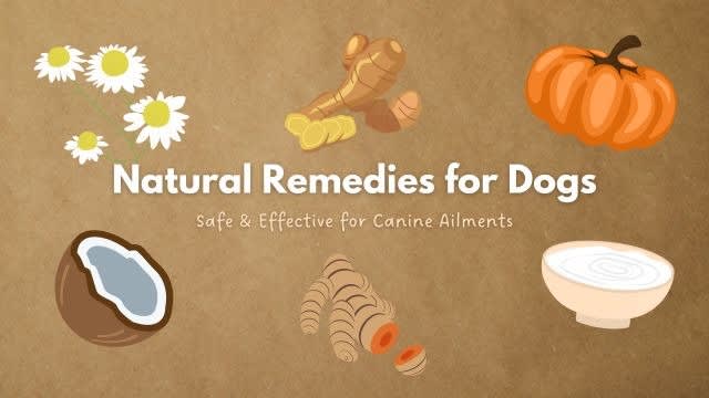 Natural Remedies for Dogs: Safe & Effective for Canine Ailments