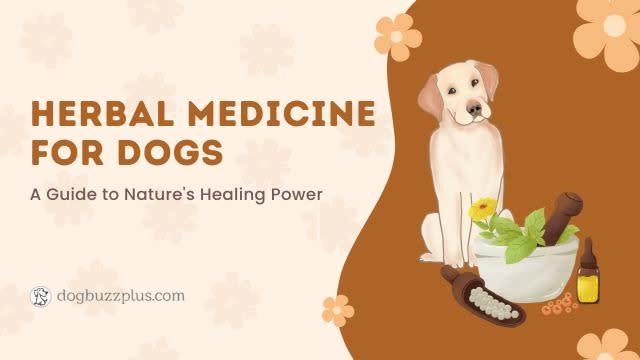 Herbal Medicine for Dogs: A Guide to Nature's Healing Power