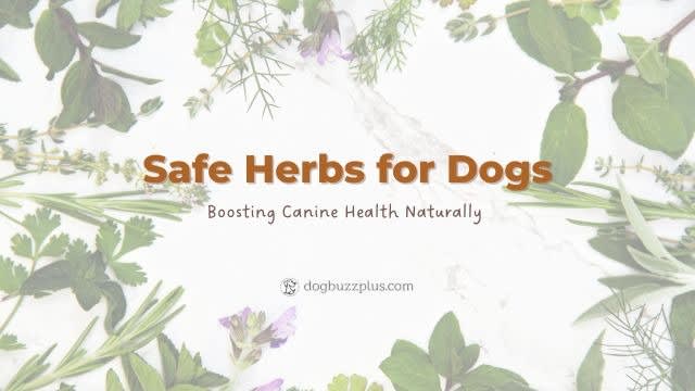 Safe Herbs for Dogs: Boosting Canine Health Naturally 2025