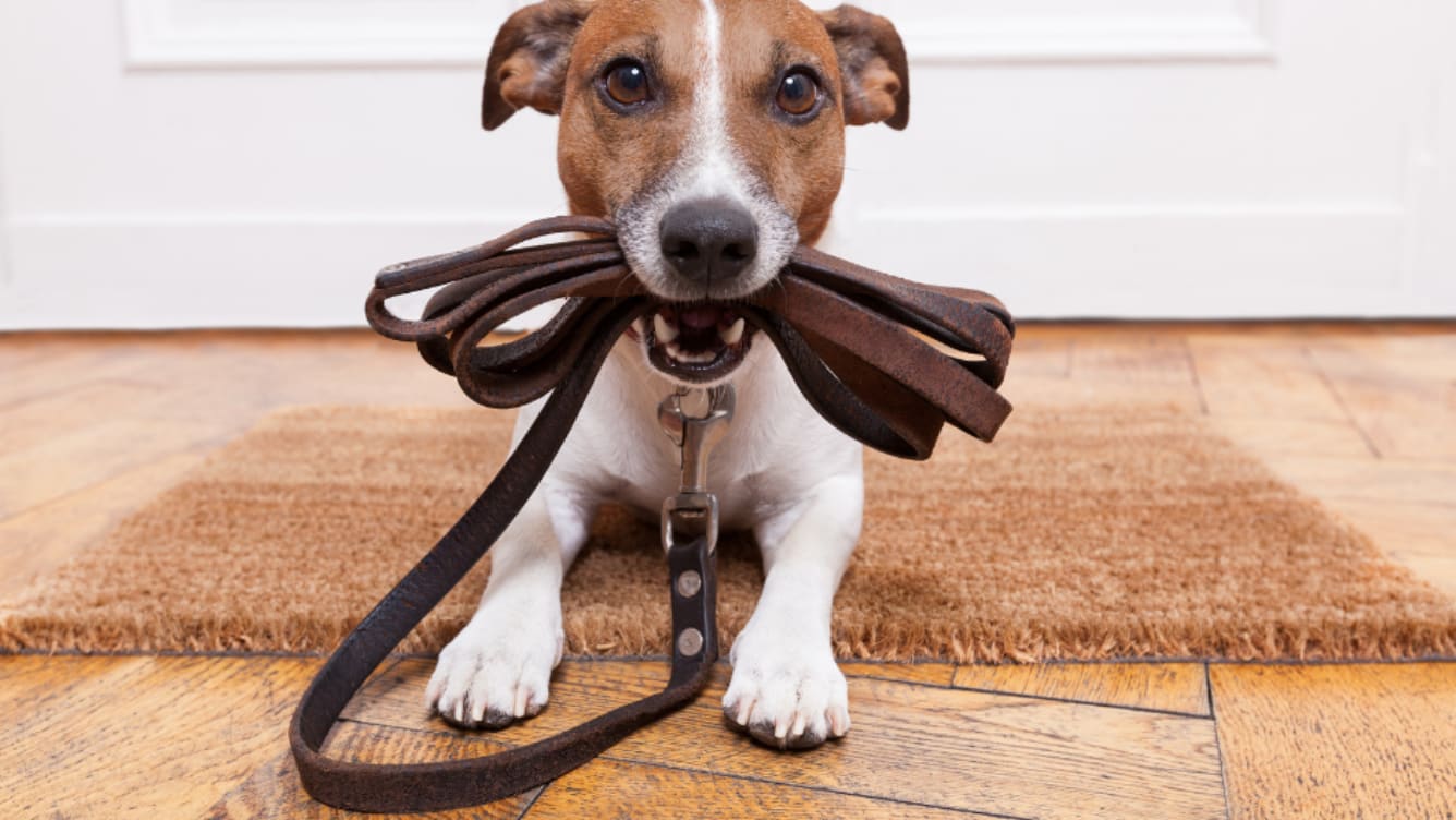 Dog Handling 101