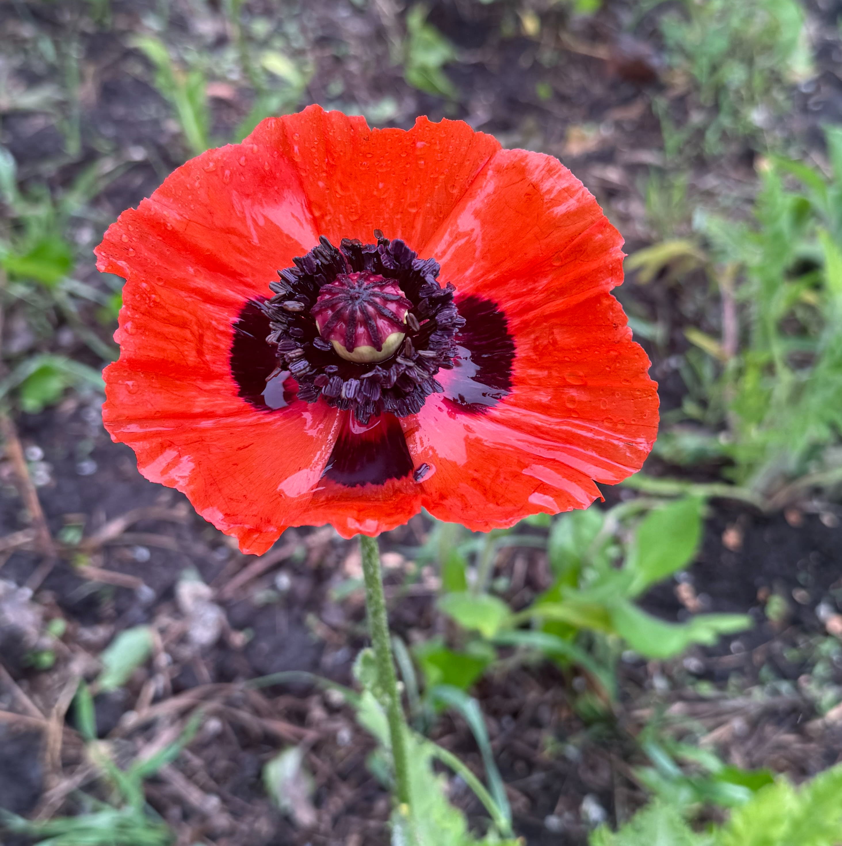 As I woke this morning one of the poppies planted for Lynette this spring has opened!   - Justin