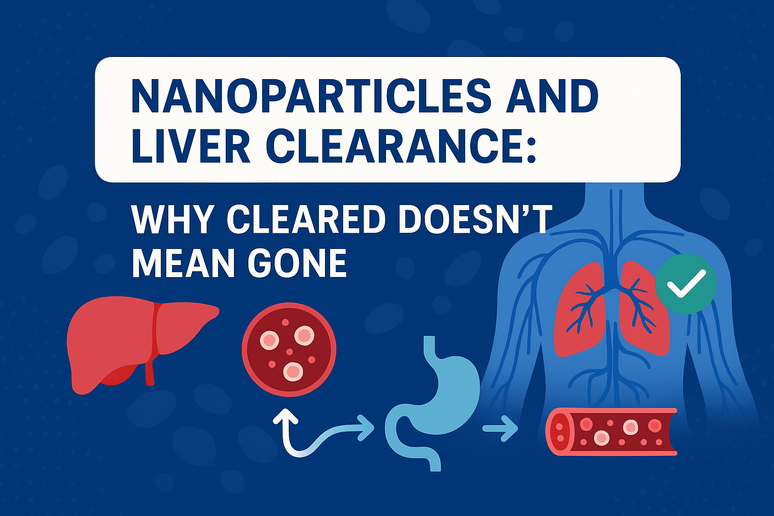 Infographic banner showing nanoparticles, liver clearance pathways, bloodstream, and detox visuals with the title 'Nanoparticles & Liver Clearance: Translocation and Detox Insights