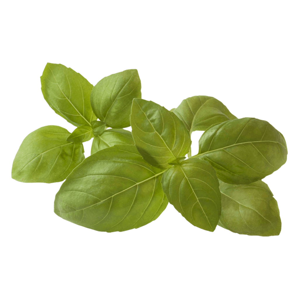 Albahaca Albahaca