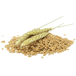 Centeno en grano