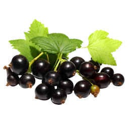Grosella negra