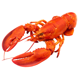 Langosta