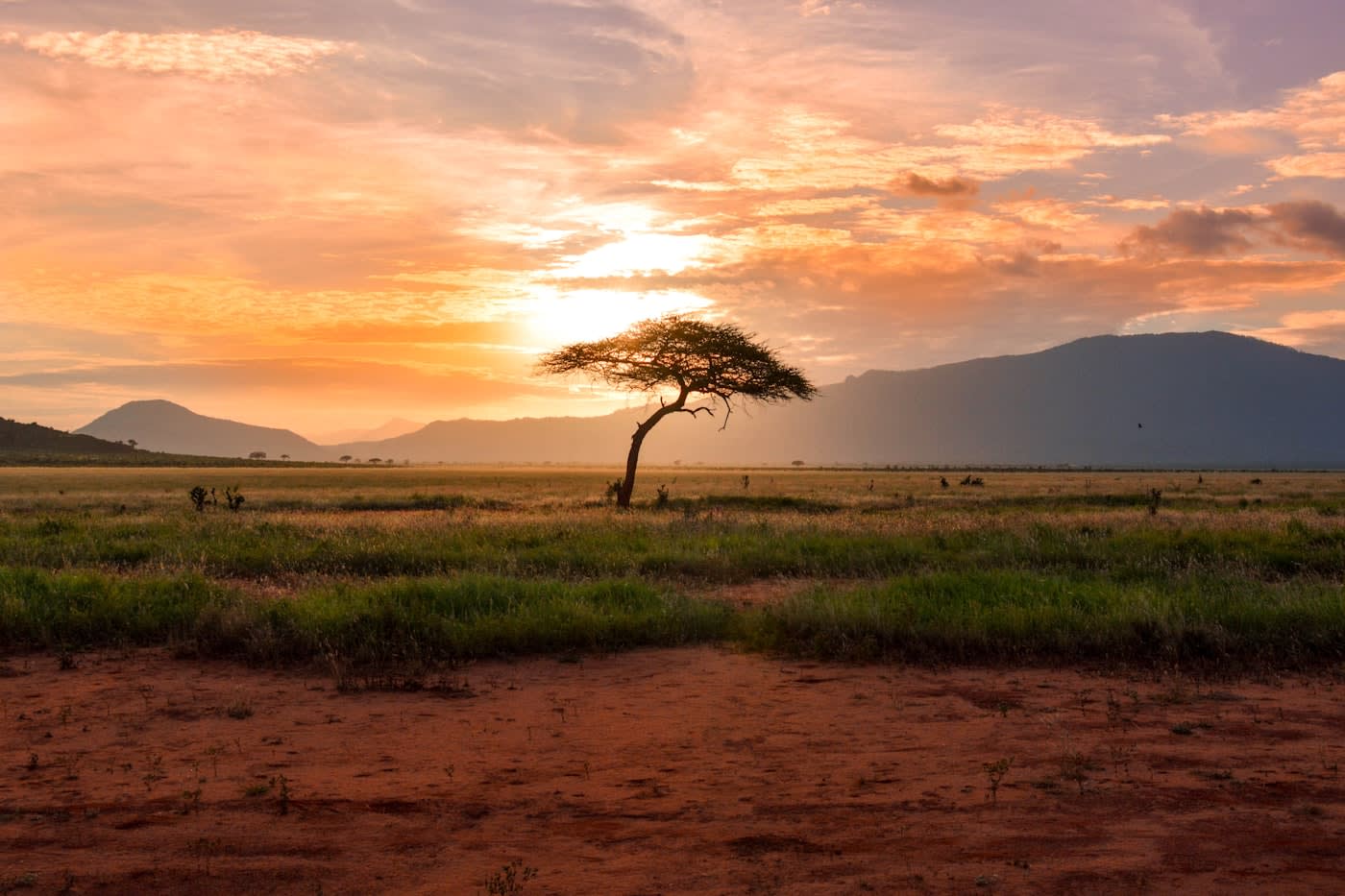 Paysage de savane est-africaine au coucher du soleil