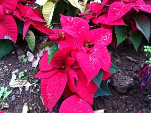 Poinsettia Plant Tenerife