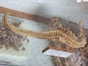 Sea Horse Garachico