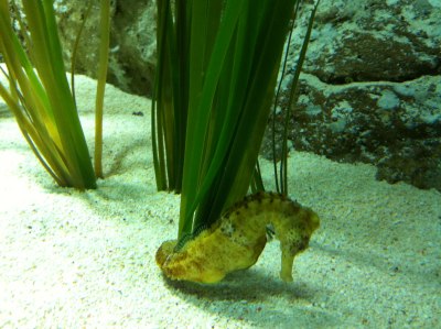 Seahorse in Loro Parque Tenerife