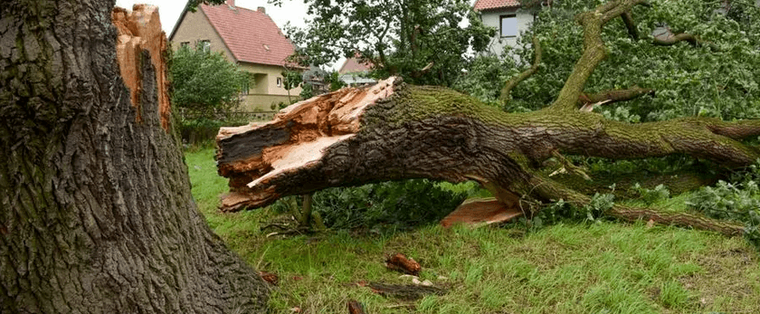 how-do-you-dispose-of-a-tree-that-fell.png