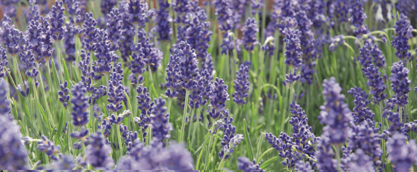 care-for-hidcote-lavender.png