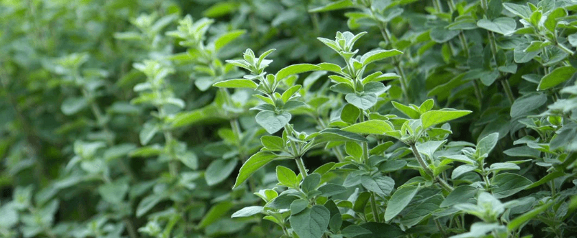 growing-greek-oregano.png