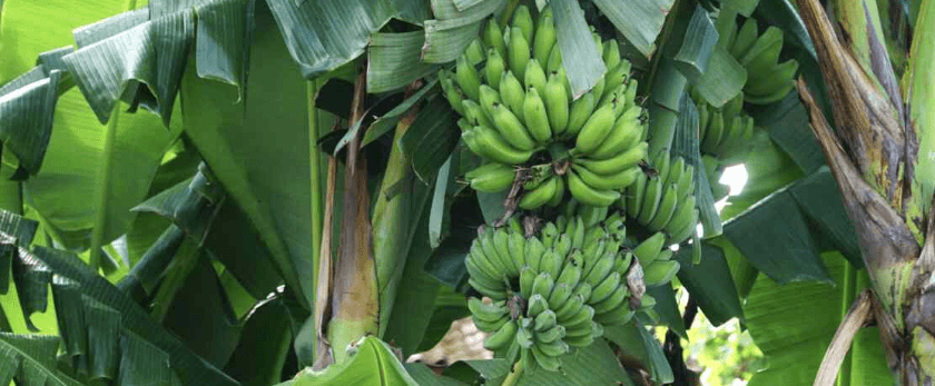 problmes-growing-plantains.png