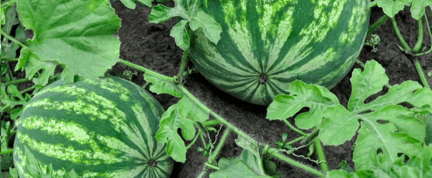 when-to-grow-watermelon.png