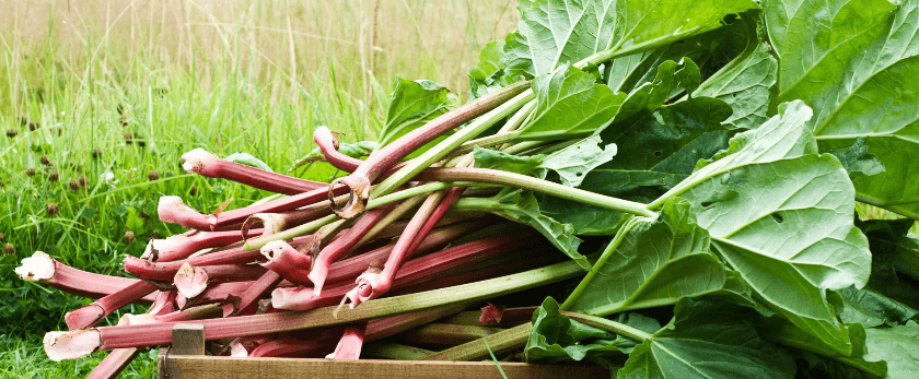 what-is-the-best-time-to-grow-rhubarb.png