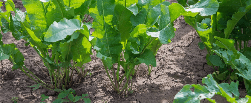 how-to-care-for-horseradish.png