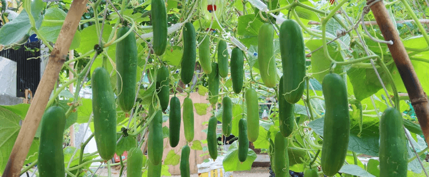 what-is-the-best-time-to-grow-cucumbers.png