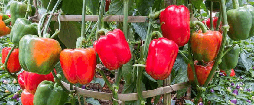 best-time-to-grow-bell-peppers.png