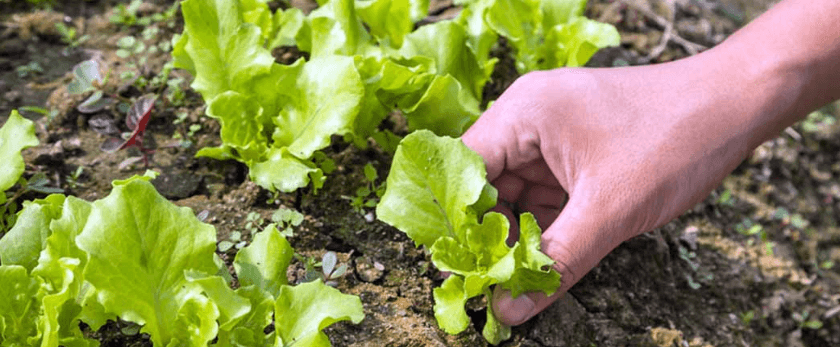 how-to-care-for-lettuce.png