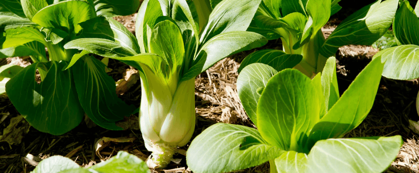 best-time-to-grow-pak-choi.png
