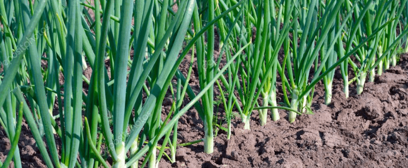 when-is-the-best-time-to-grow-scallions.png