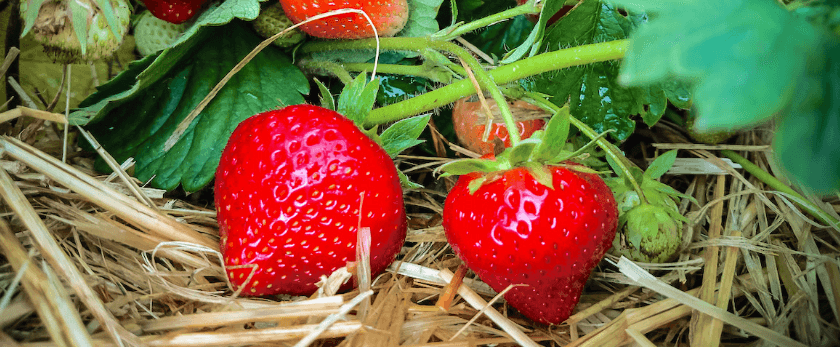common-problems-with-strawberries.png
