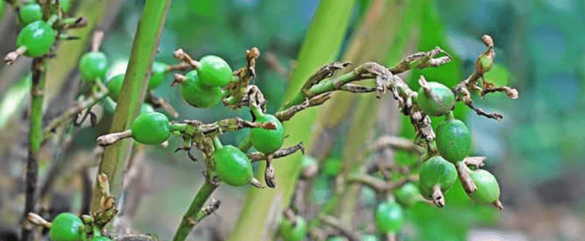 what-is-the-best-time-to-grow-cardamom.png