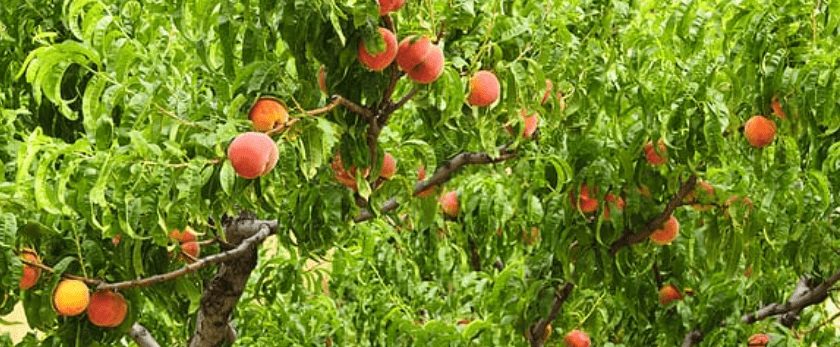 how-to-care-for-nectarine-trees.png