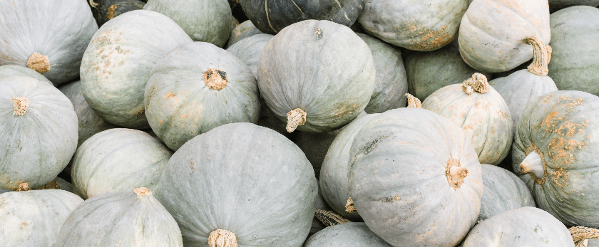 best-time-to-grow-hubbard-squash.png