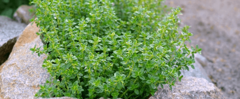 what-is-the-best-time-to-grow-lemon-thyme.png