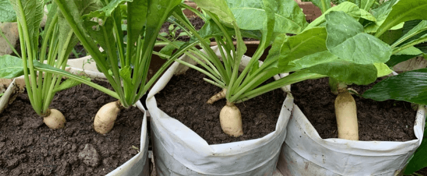 how-to-care-for-daikon-radish.png