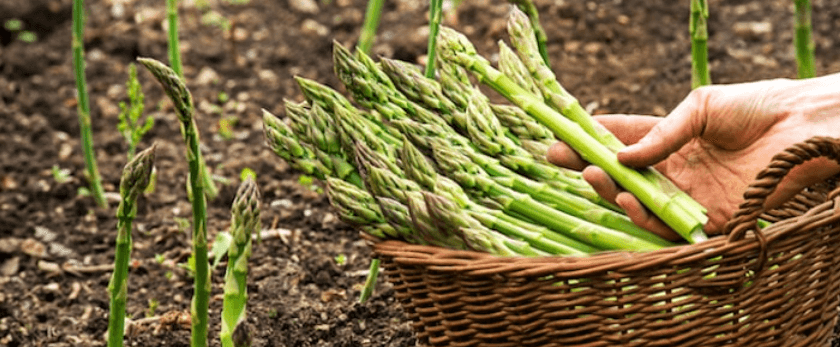 what-is-the-best-time-to-grow-asparagus.png