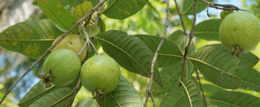 how-to-care-for-guava-trees.png