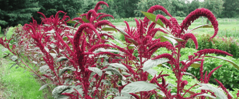 how-to-care-for-amaranth.png