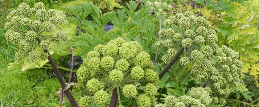 what-is-the-best-time-to-grow-angelica.png