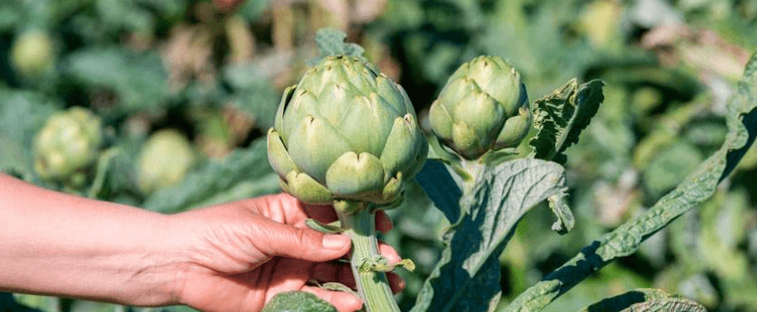 how-to-care-for-artichokes.png