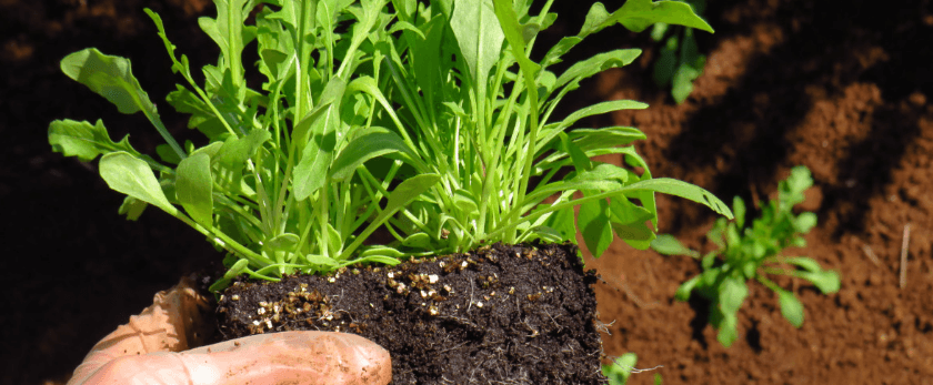 whats-the-best-time-to-grow-arugula.png