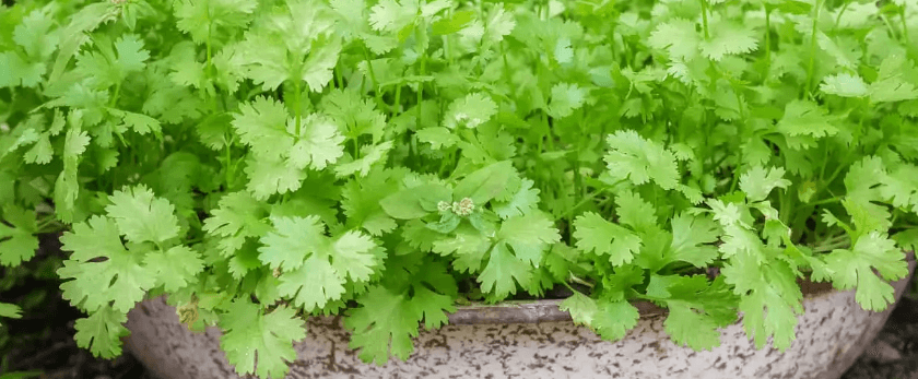 common-problmes-with-coriander.png