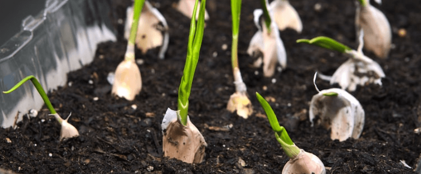 best-time-to-grow-garlic.png