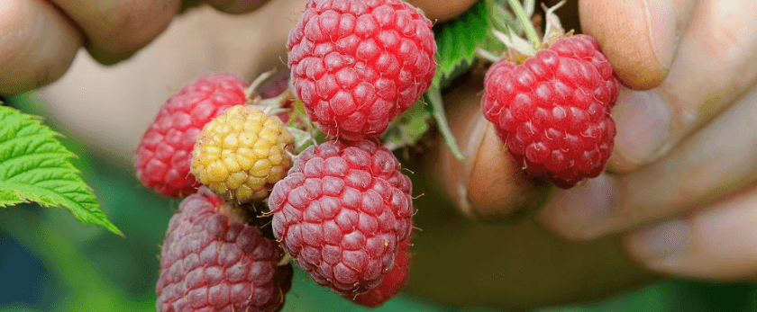 caring-for-raspberries.png