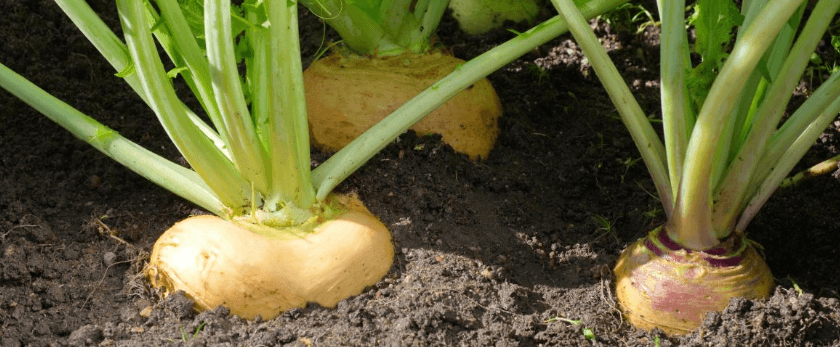 what-is-the-best-time-to-grow-rutabaga.png