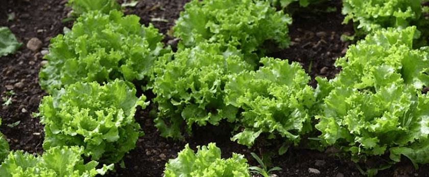 best-time-to-grow-escarole.png