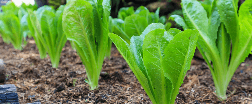 what-is-the-best-time-to-grow-romaine-lettuce.png