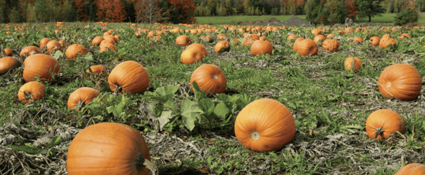 best-time-to-grow-pumpkins.png