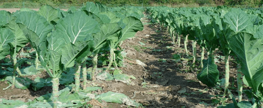 best-time-to-grow-collard-greens.png