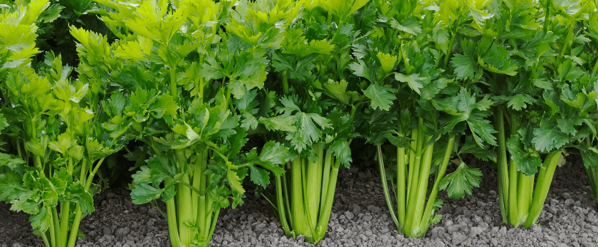 best-time-to-grow-celery.png